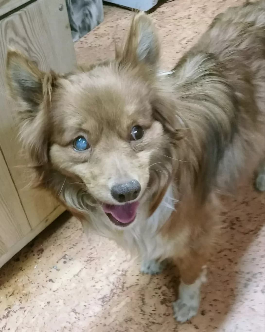 Shanti (Шанті), male 5yo Mixed Breed for adoption at Happy Paw Poltava
