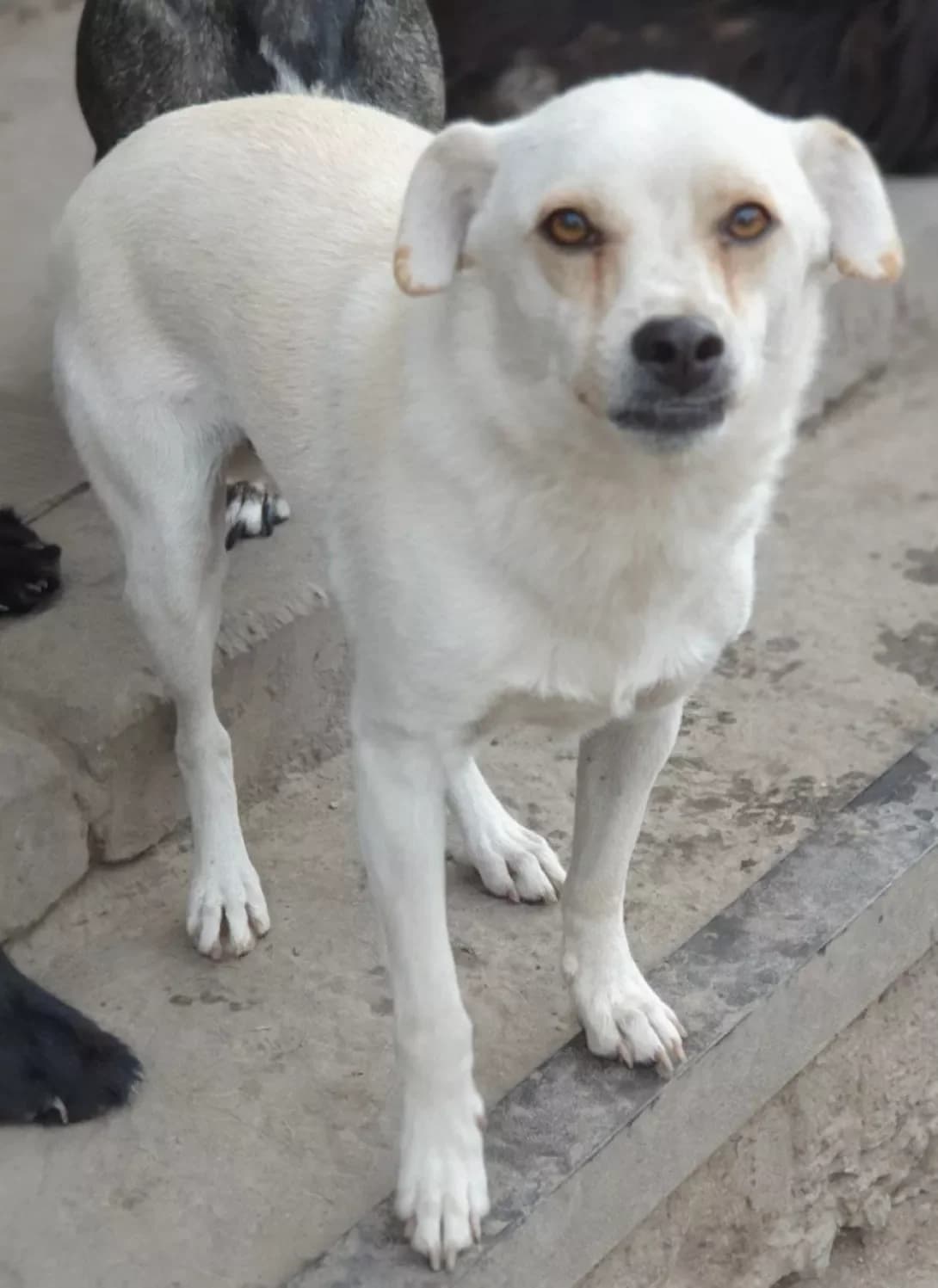 Morkovka (Морковка), male 4yo Mixed Breed for adoption at Happy Paw Poltava