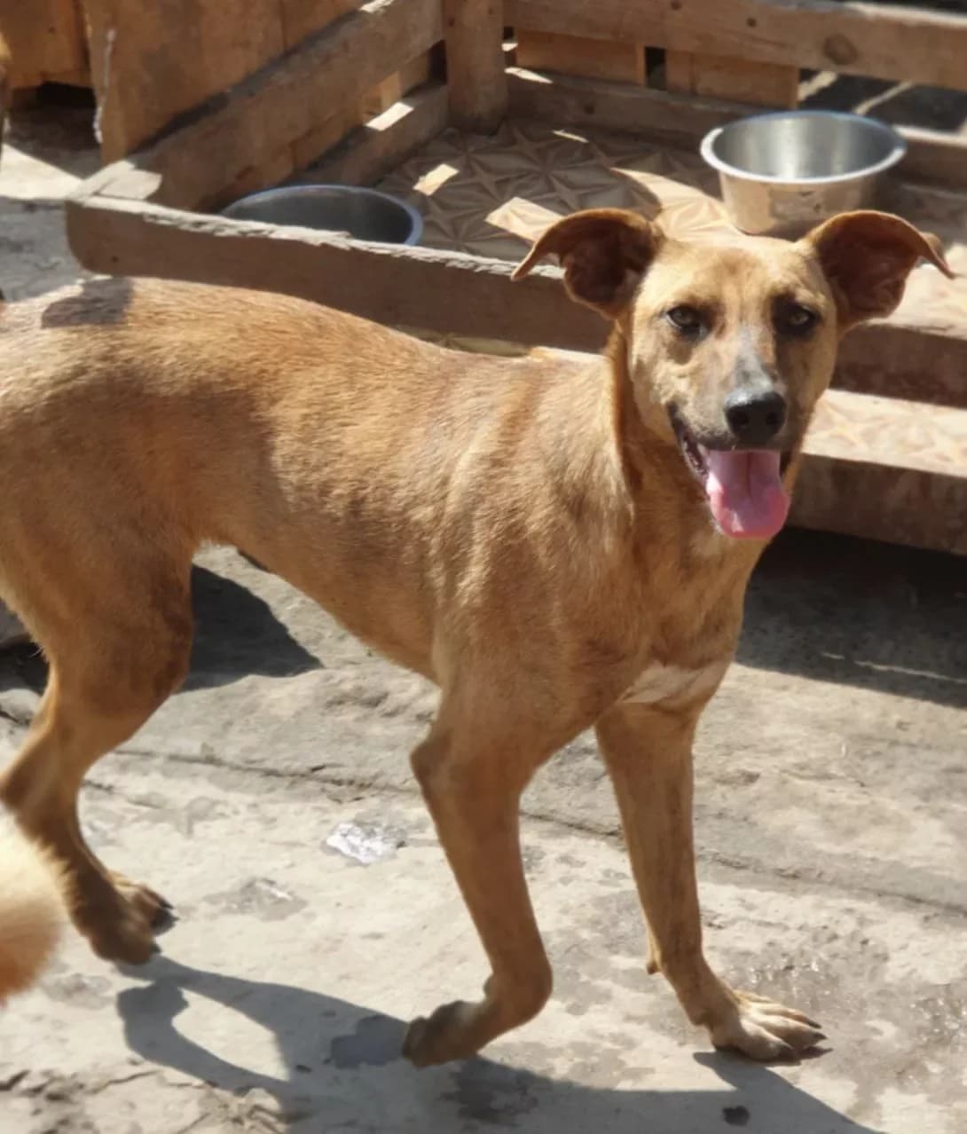 Bilochka (Білочка), female young Mixed Breed for adoption at Happy Paw Poltava