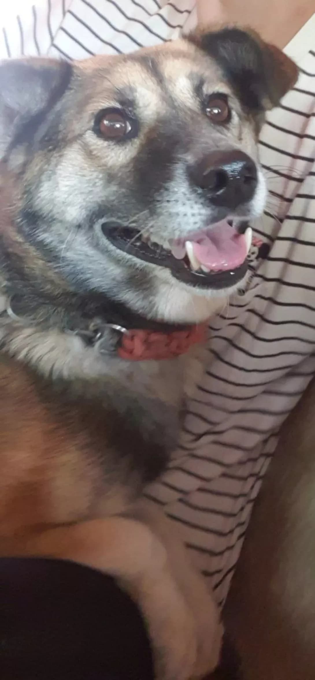 Miya (Мія), female 7yo Mixed Breed for adoption at Happy Paw Poltava
