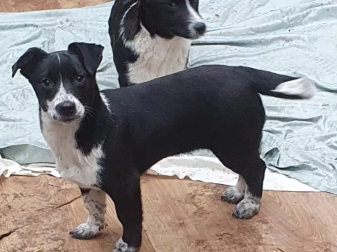 Fantik (Фантик), male young Mixed Breed for adoption at Happy Paw Poltava