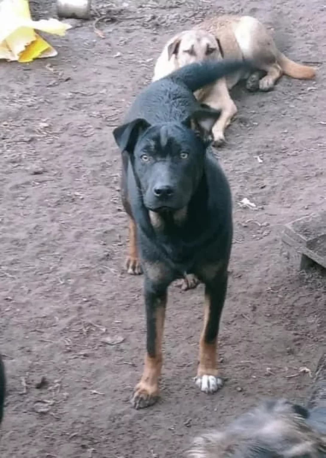 Bosya (Бося), male 3yo Mixed Breed for adoption at Happy Paw Poltava