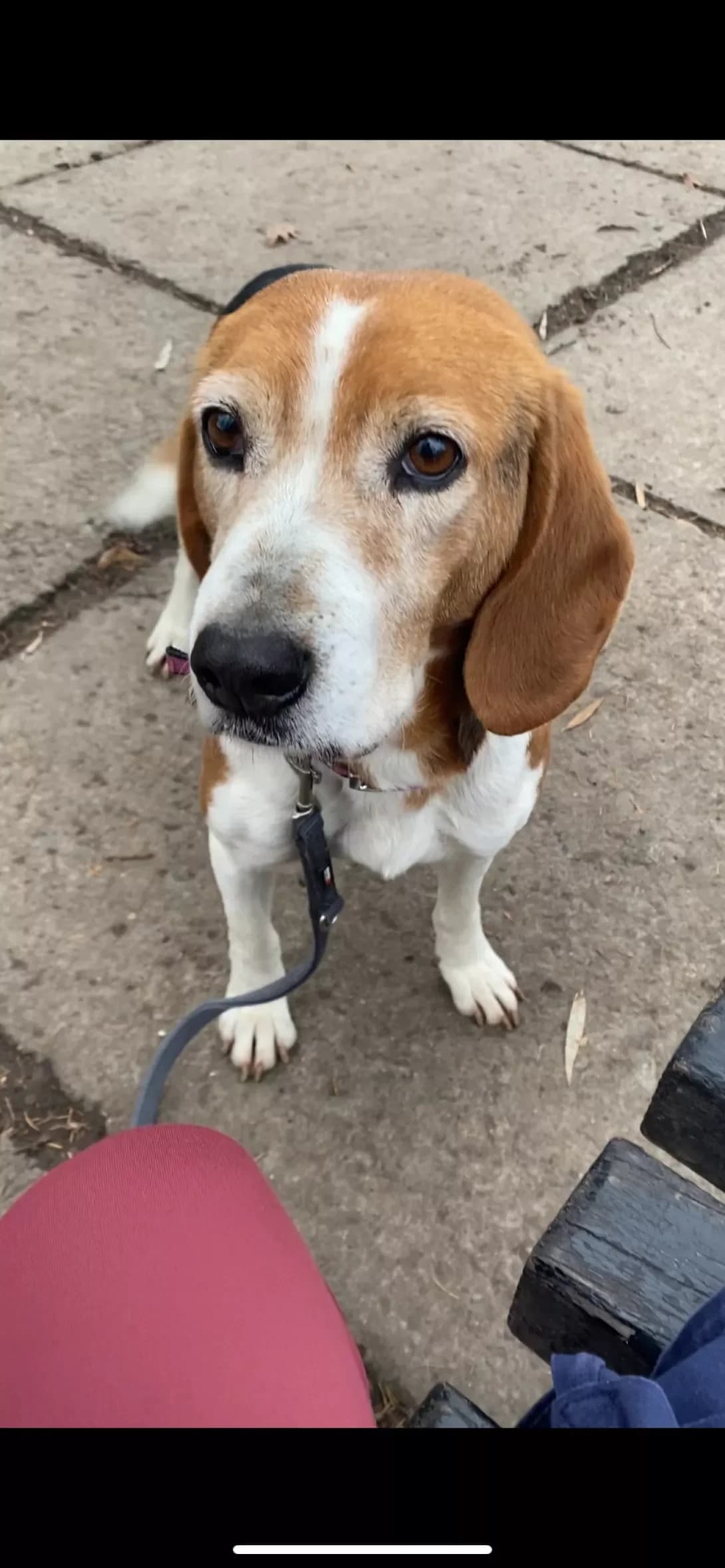 Fibi (Фібі), female 5yo Mixed Breed for adoption at Happy Paw Ivano-Frankivsk Oblast