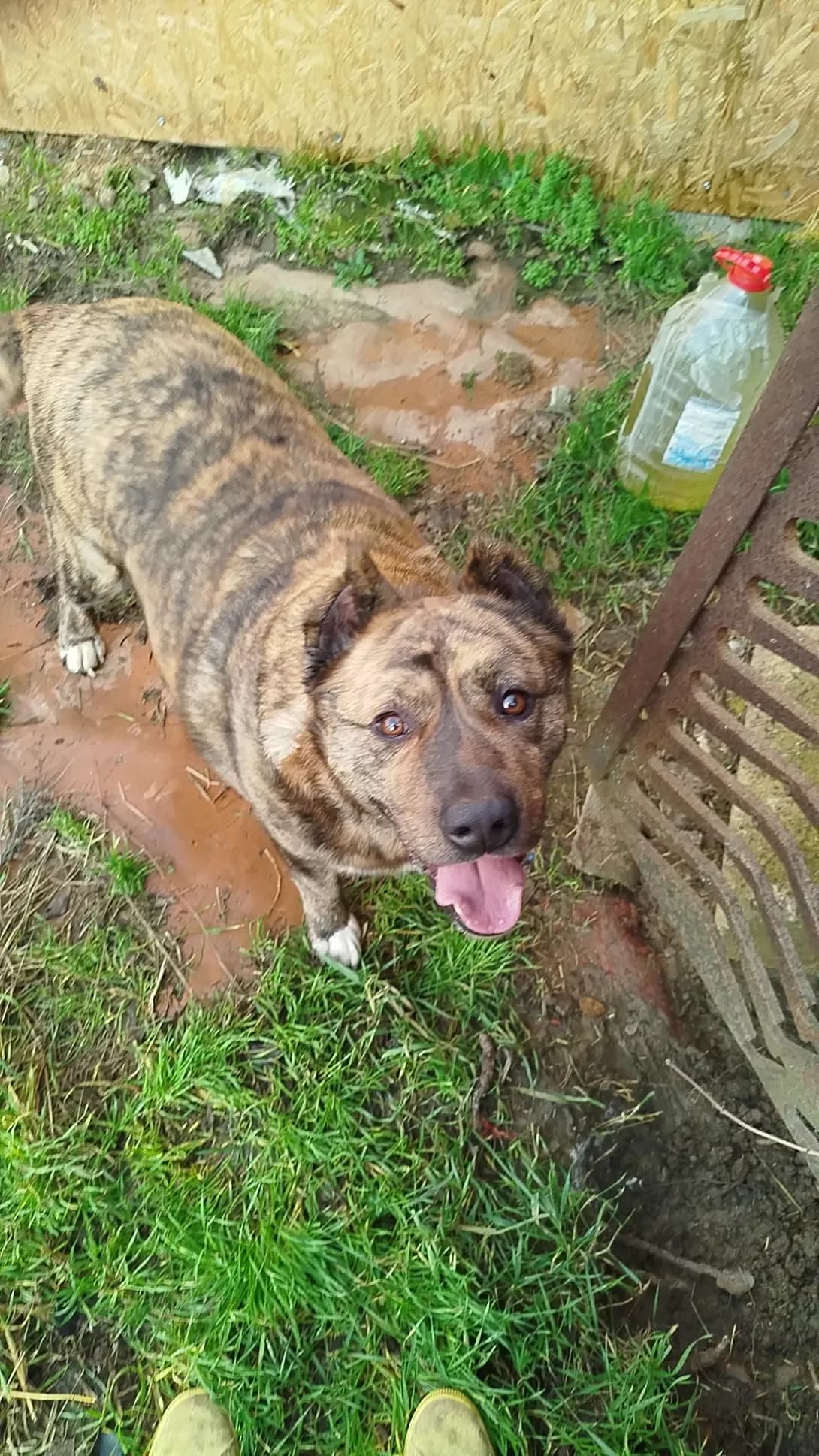 Mak (Мак), male 6yo Mixed Breed for adoption at Happy Paw Mykolaiv Oblast