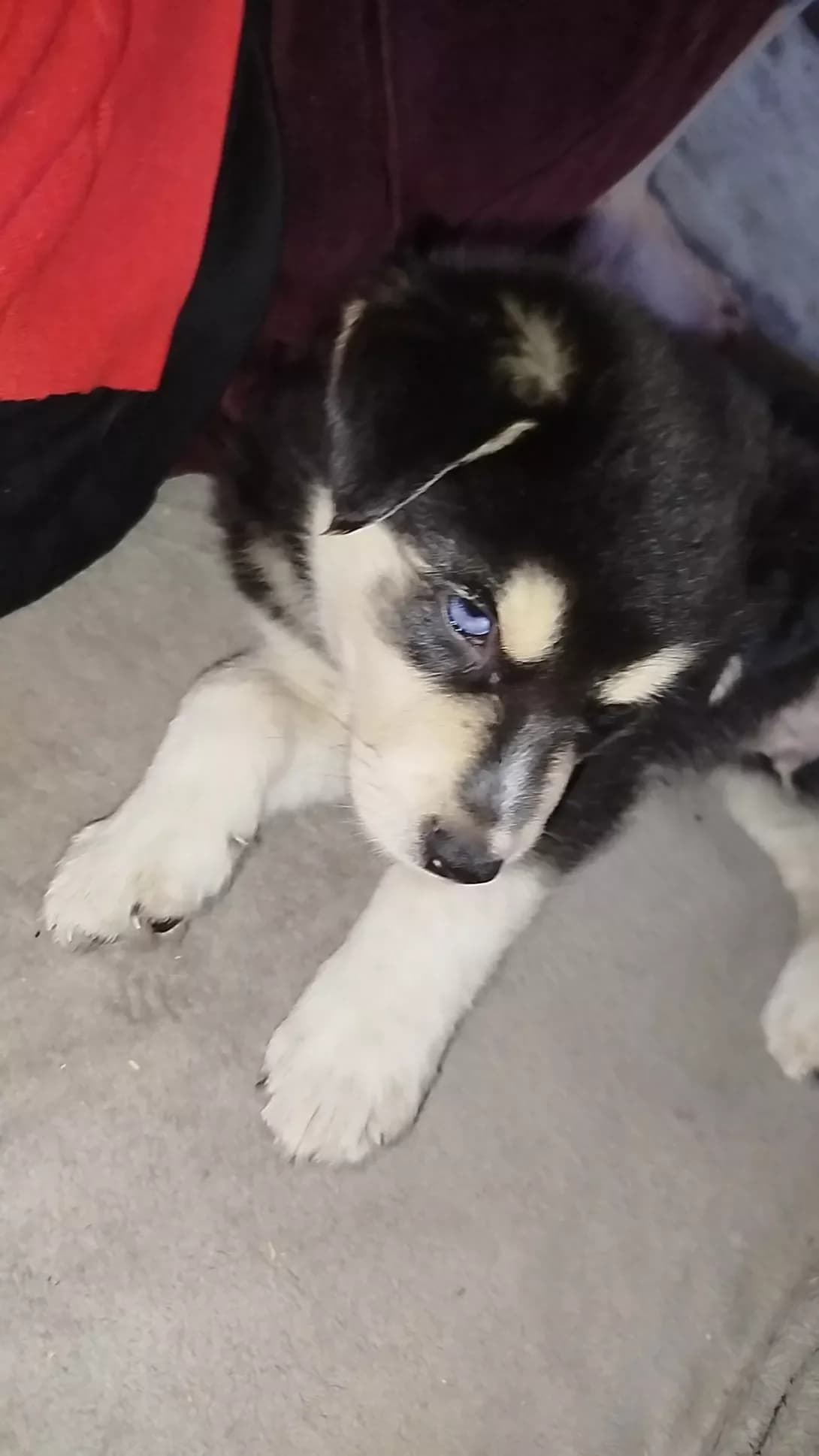Vitya (Вітя), male puppy Mixed Breed for adoption at Happy Paw Mykolaiv Oblast