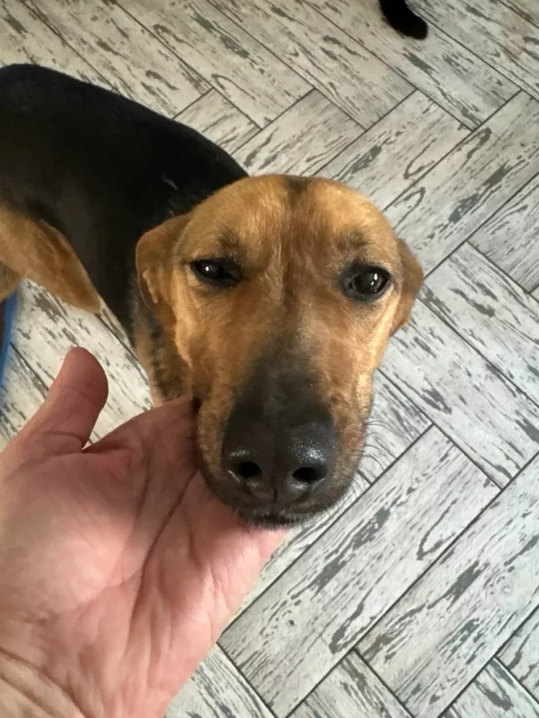 Liza (Ліза), female young Mixed Breed for adoption at Happy Paw Mykolaiv Oblast