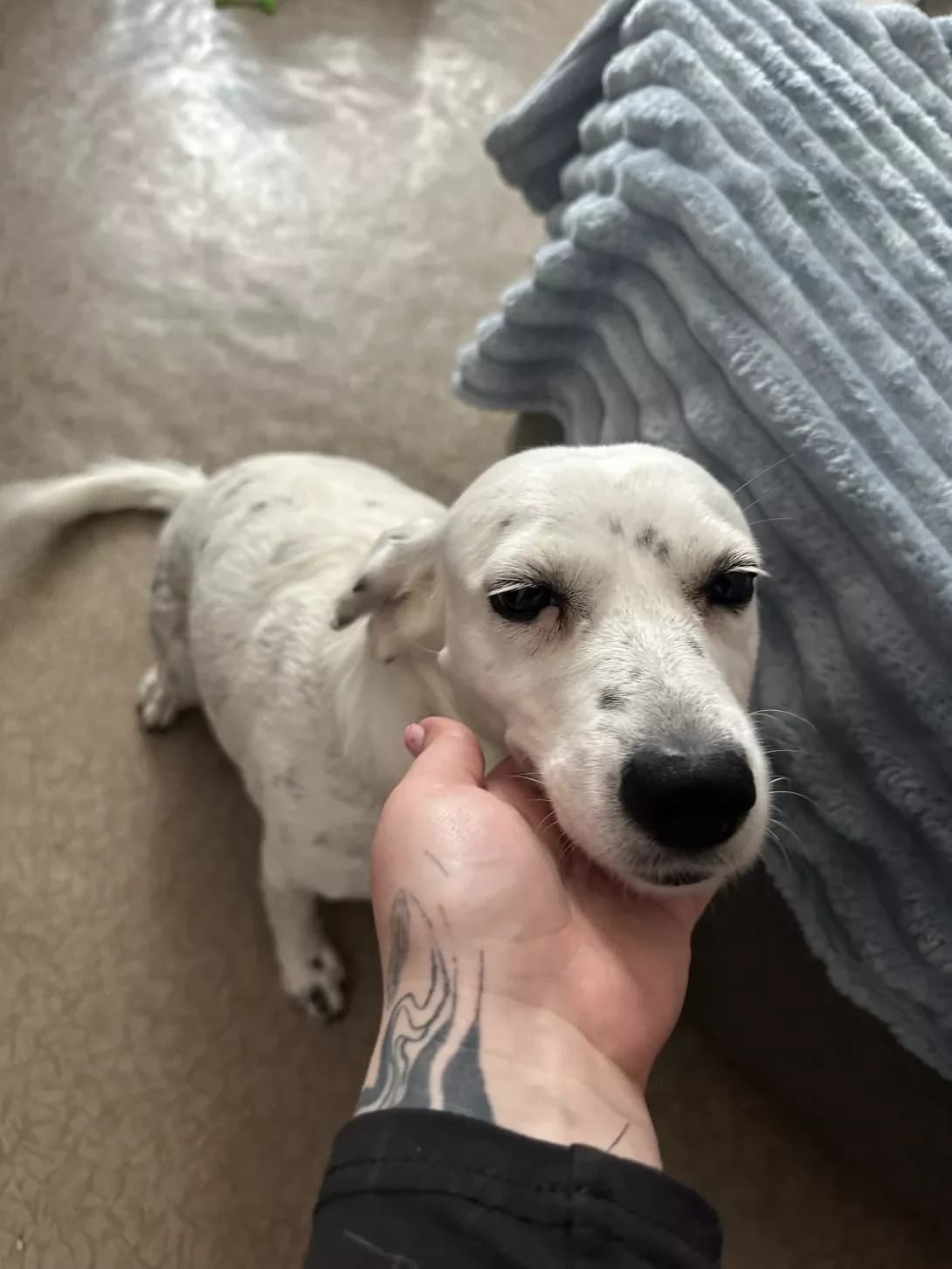 Nikusya (Нікуся), female 3yo Dalmatian for adoption at Happy Paw Mykolaiv Oblast