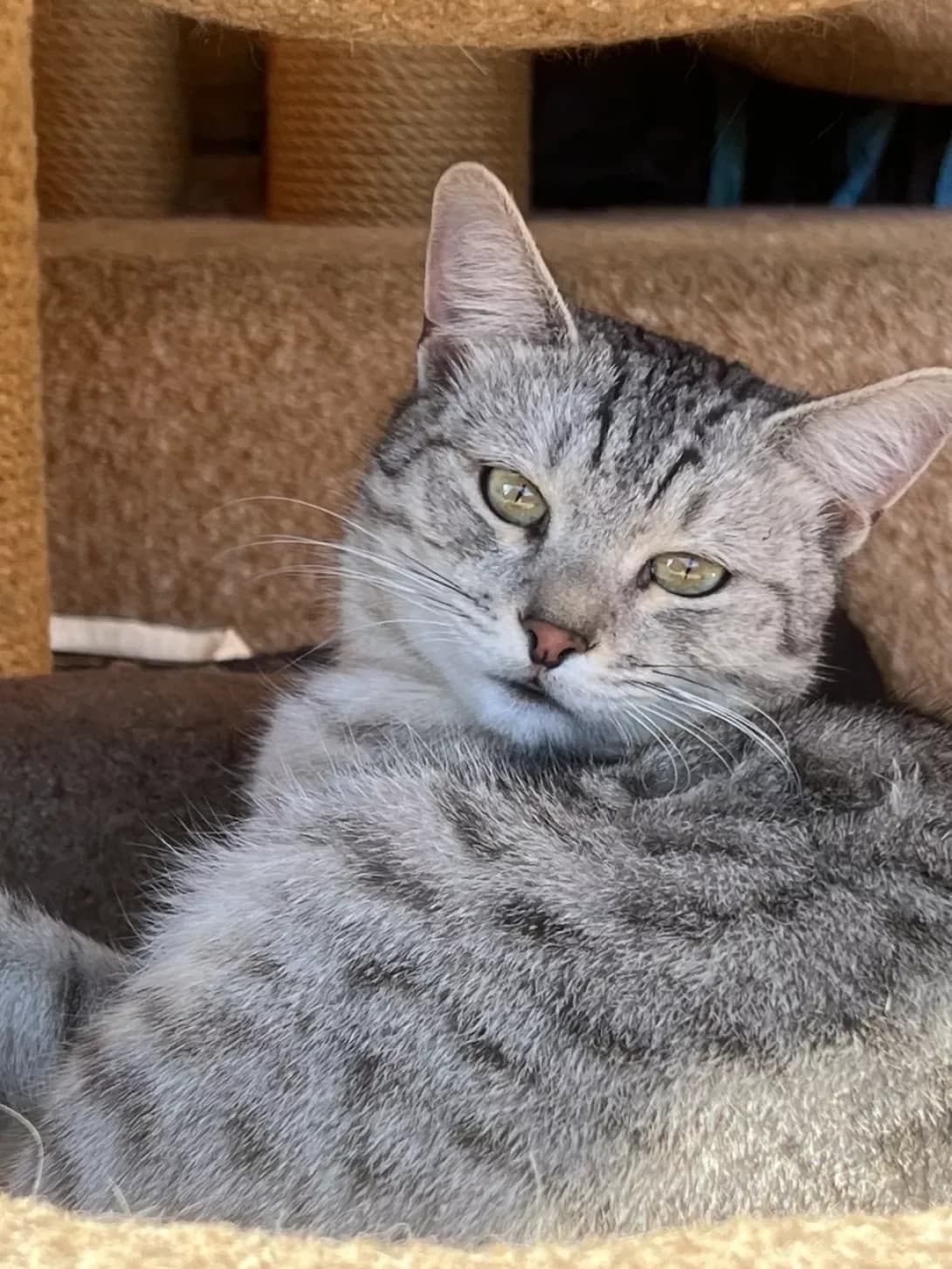 Marik (Марік), male 3yo Mixed Breed for adoption at Happy Paw Kyiv