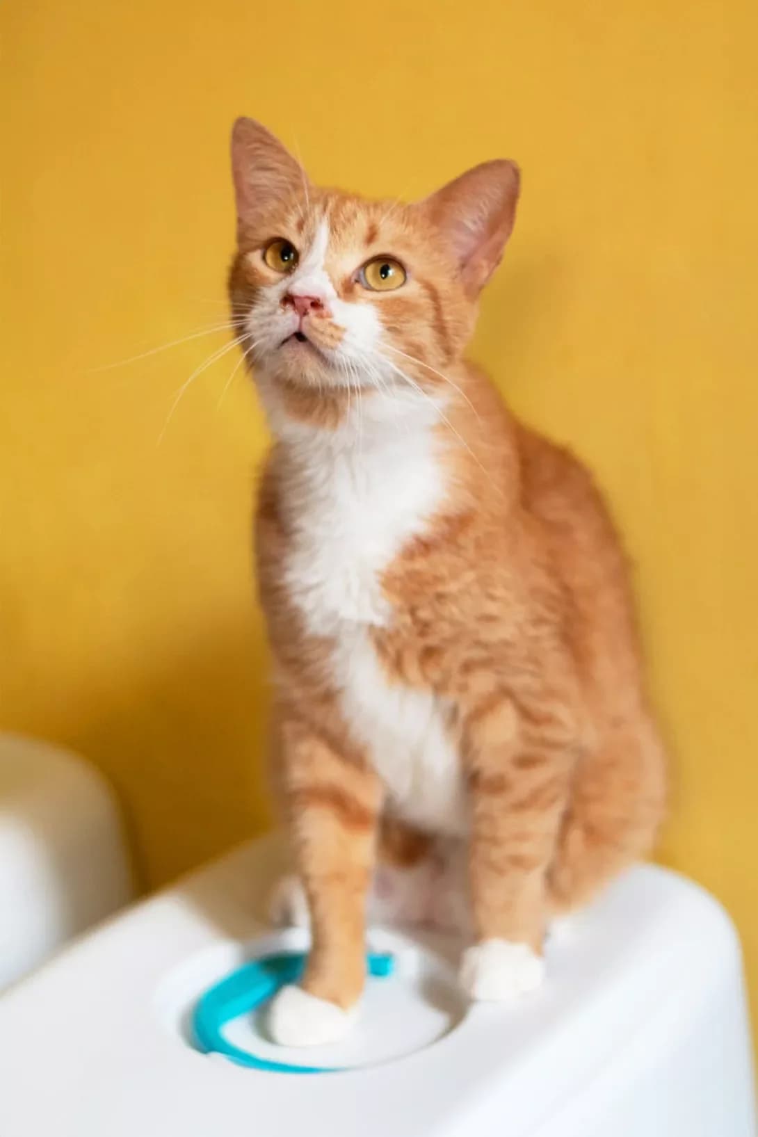 Keksik (Кексик), male young Mixed Breed for adoption at Happy Paw Kyiv