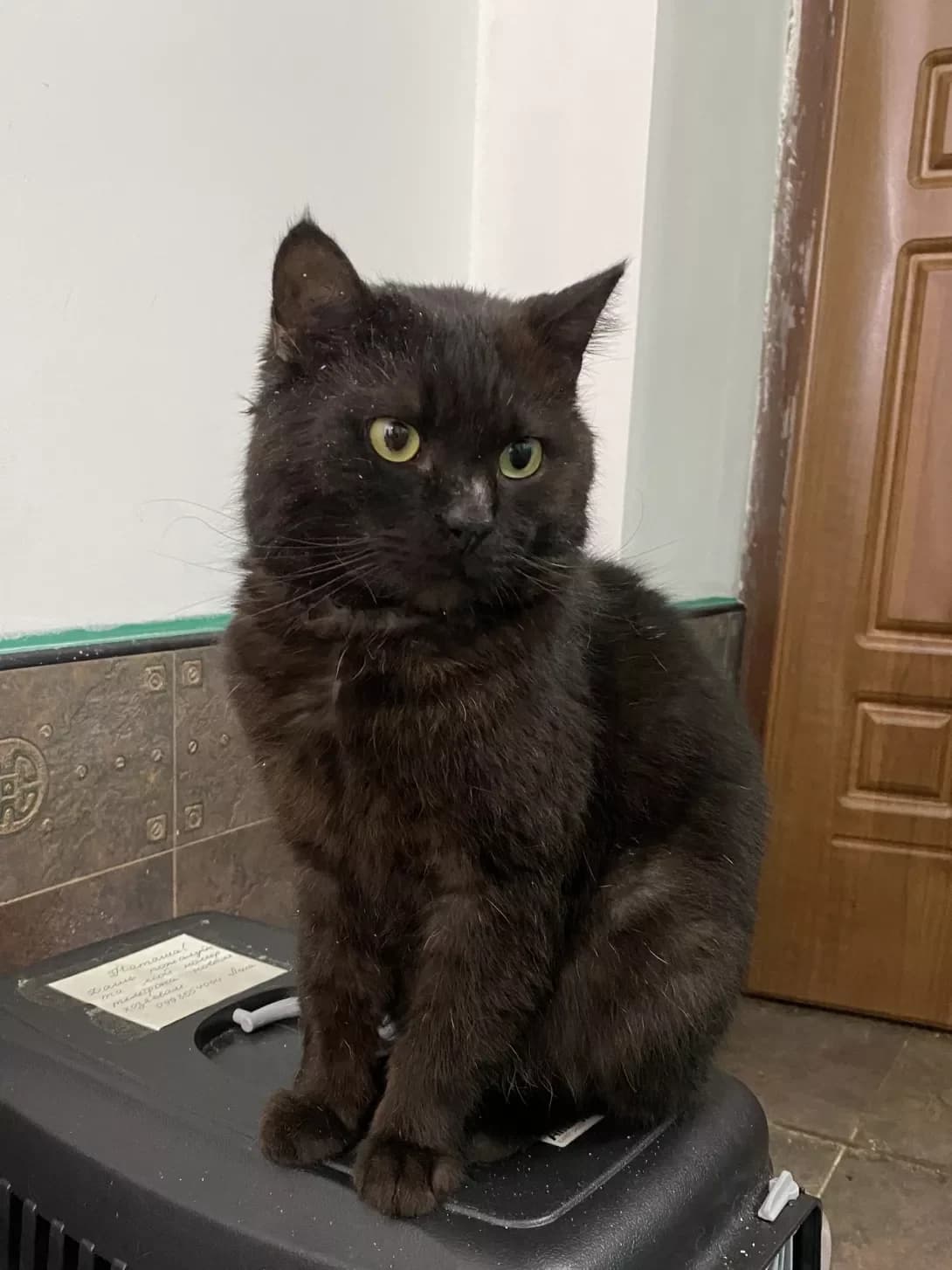 Izyum (Ізюм), male young Mixed Breed for adoption at Happy Paw Kyiv