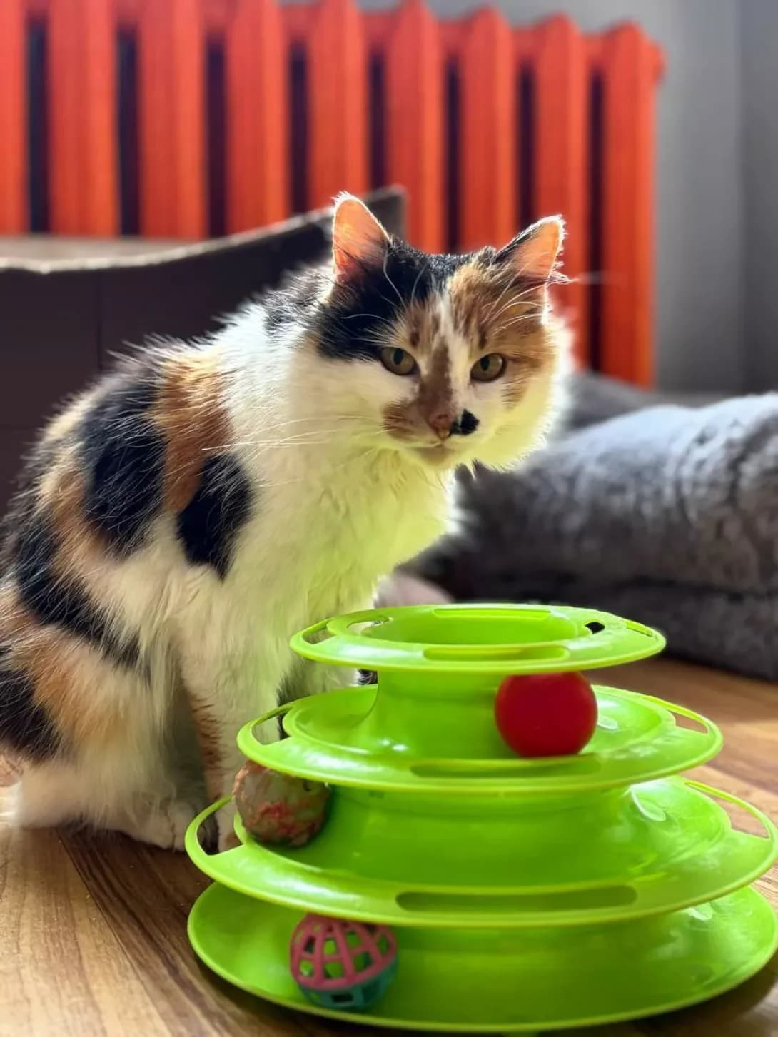 Rapuntsel (Рапунцель), female young Mixed Breed for adoption at Happy Paw Kyiv