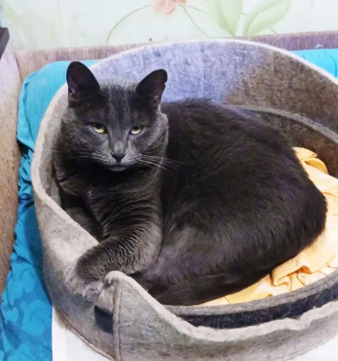Miya (Мія), female 3yo Mixed Breed for adoption at Happy Paw Kyiv