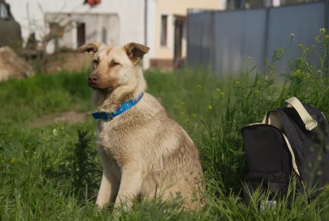 Druzhok (Дружок), male senior Mixed Breed for adoption at Happy Paw Odesa