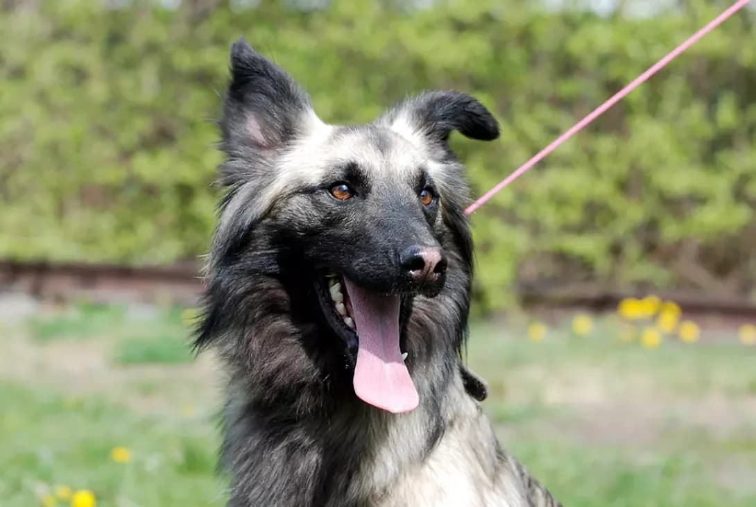 Nelma (Нельма), female senior Mixed Breed for adoption at Happy Paw Kyiv Oblast