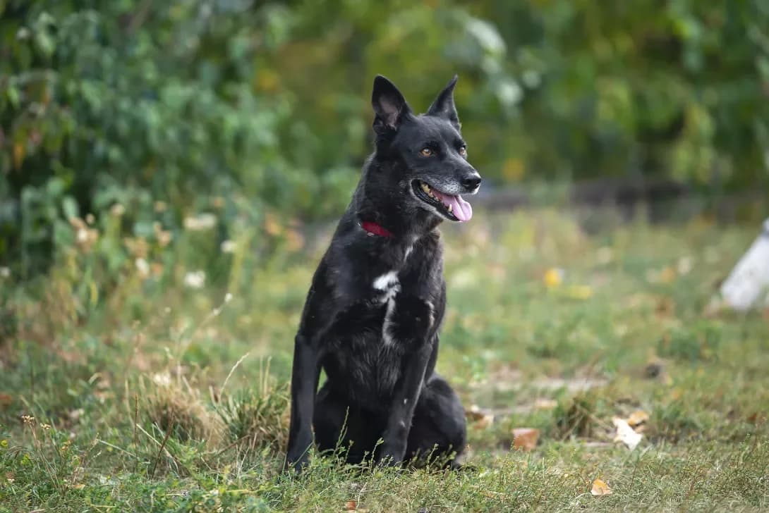 Miya (Мія), female senior Mixed Breed for adoption at Happy Paw Kyiv Oblast
