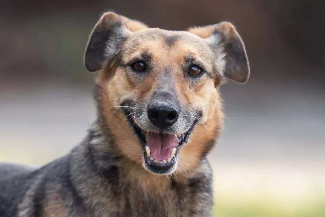 Izi (Ізі), female senior Mixed Breed for adoption at Happy Paw Kyiv Oblast
