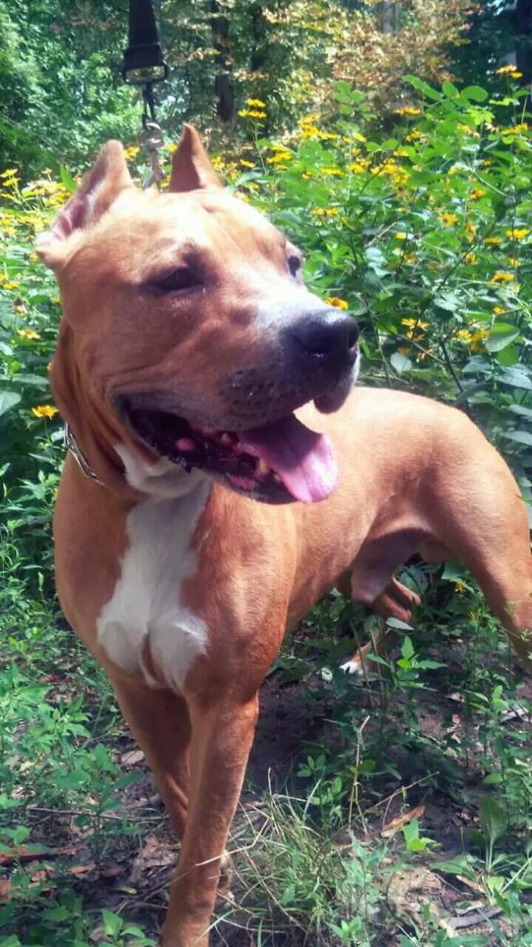 Rich (Рич), male senior Mixed Breed for adoption at Happy Paw Dnipro