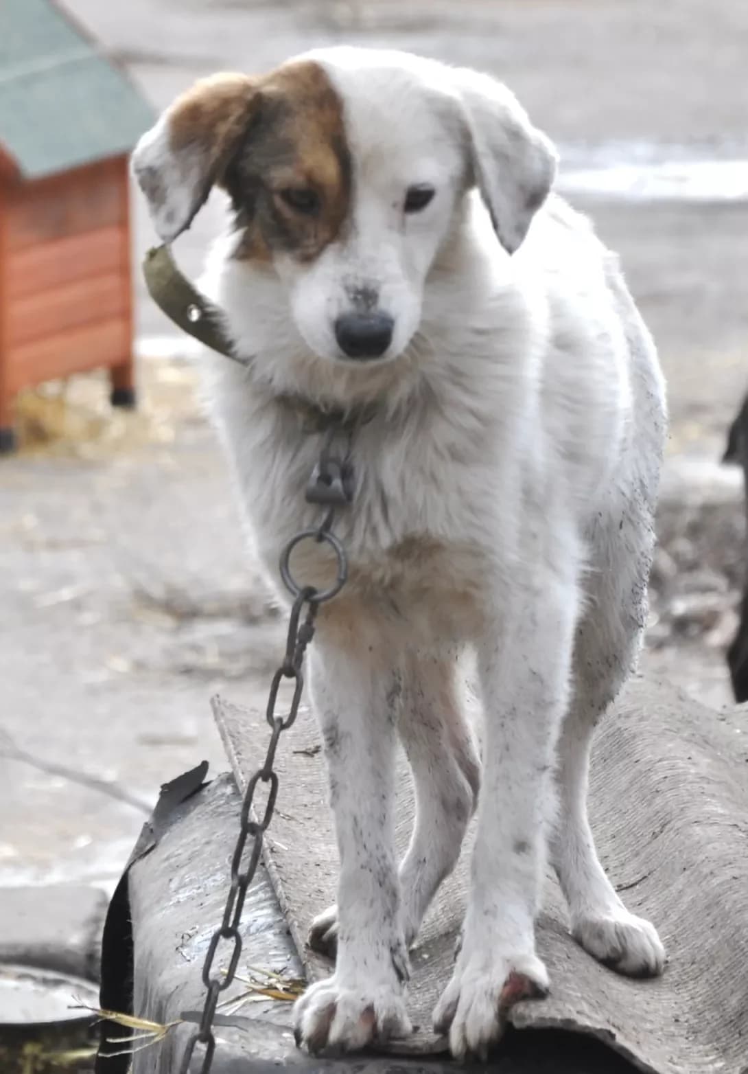 Luna (Луна), female senior Mixed Breed for adoption at Happy Paw Dnipro