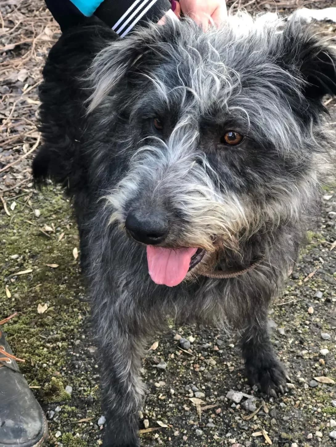 Robin (Робин), male 7yo Mixed Breed for adoption at Happy Paw Zaporizhzhia