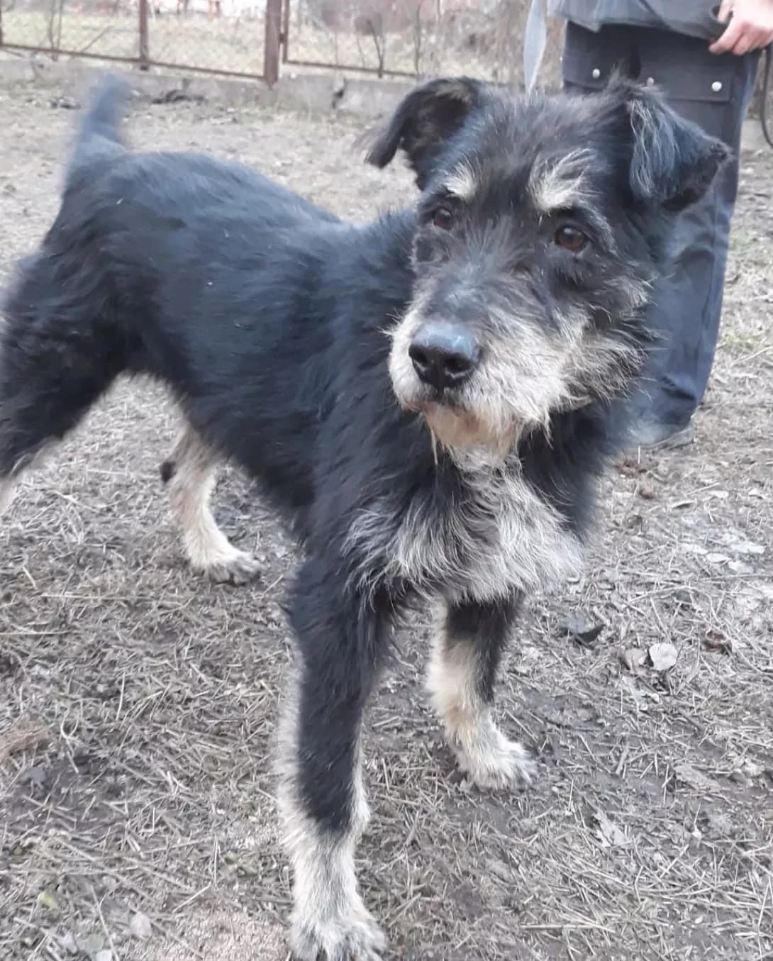 Morozko (Морозко), male 7yo Mixed Breed for adoption at Happy Paw Zaporizhzhia