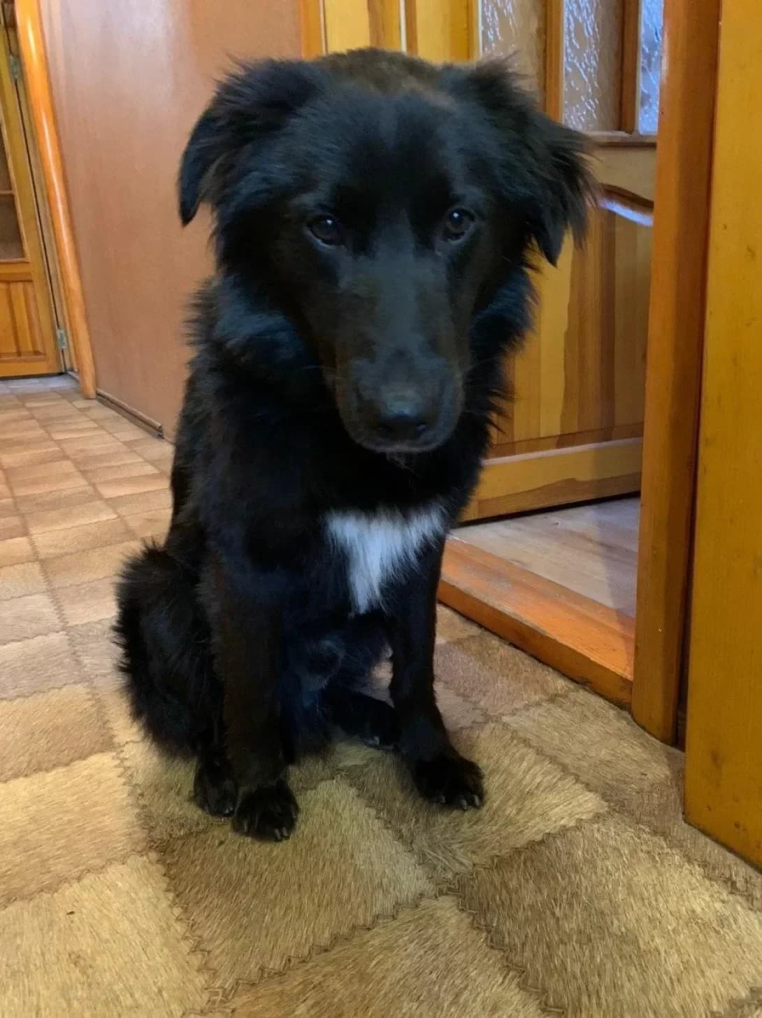 Tay (Тай), male 6yo Mixed Breed for adoption at Happy Paw Odesa