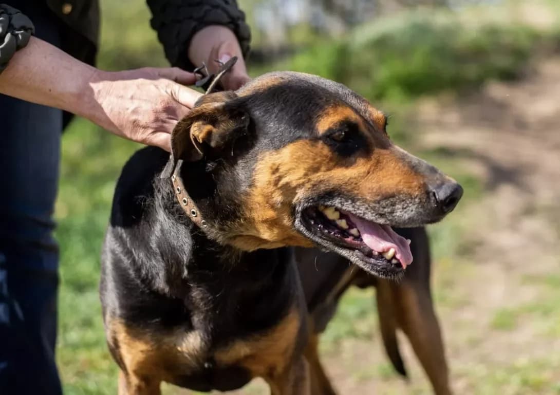 Matteo (Маттео), male senior Mixed Breed for adoption at Happy Paw Kharkiv