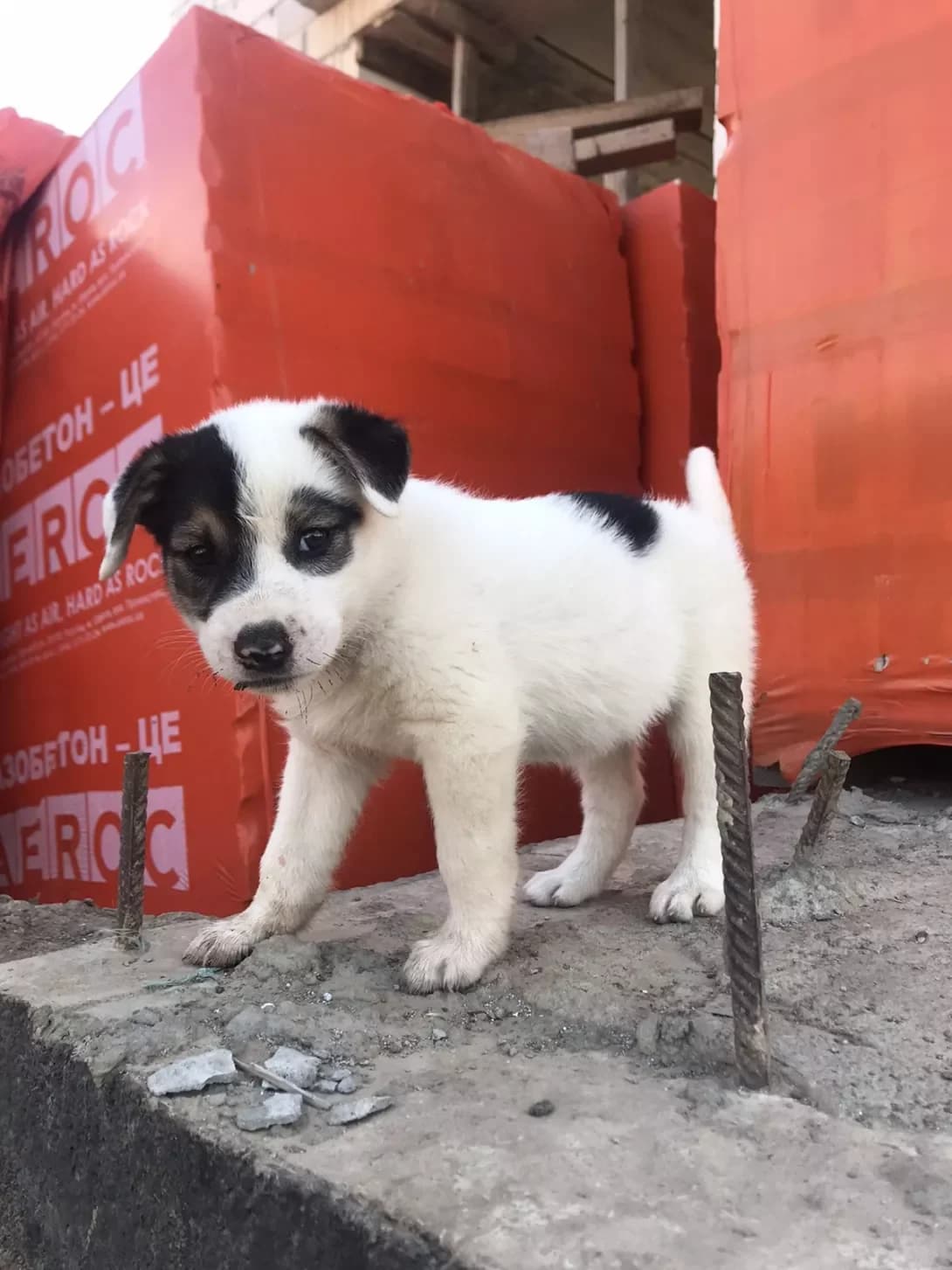 Busya (Буся), female 5yo Mixed Breed for adoption at Happy Paw Odesa