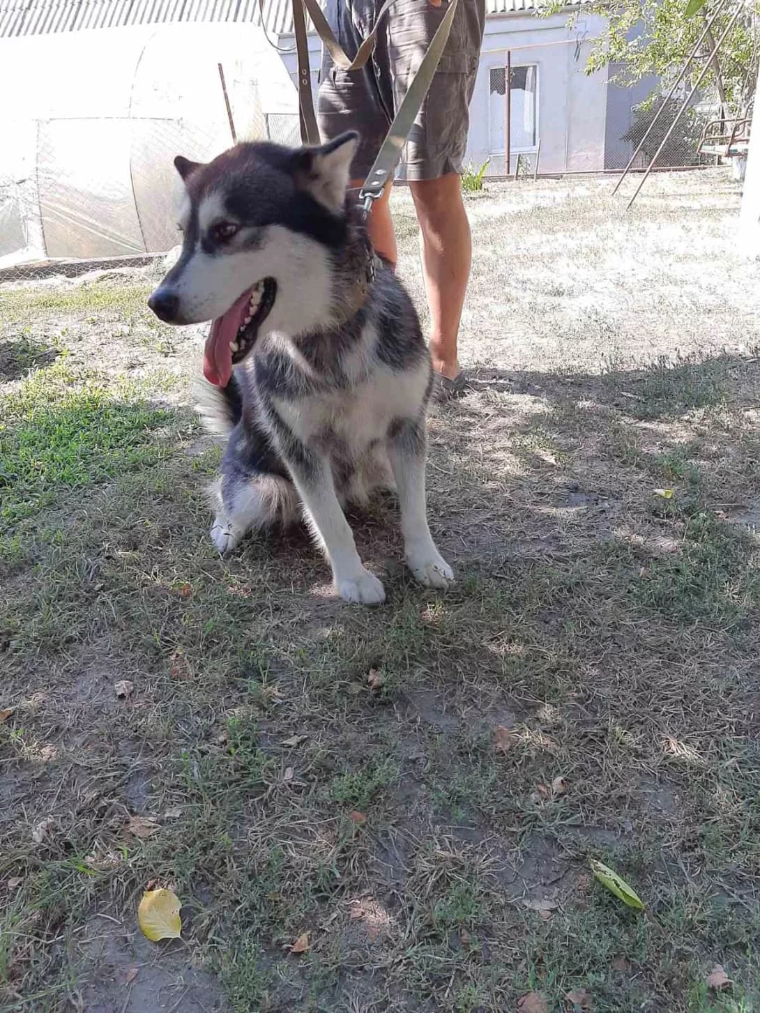 Emma (Эмма), female senior Mixed Breed for adoption at Happy Paw Dnipro