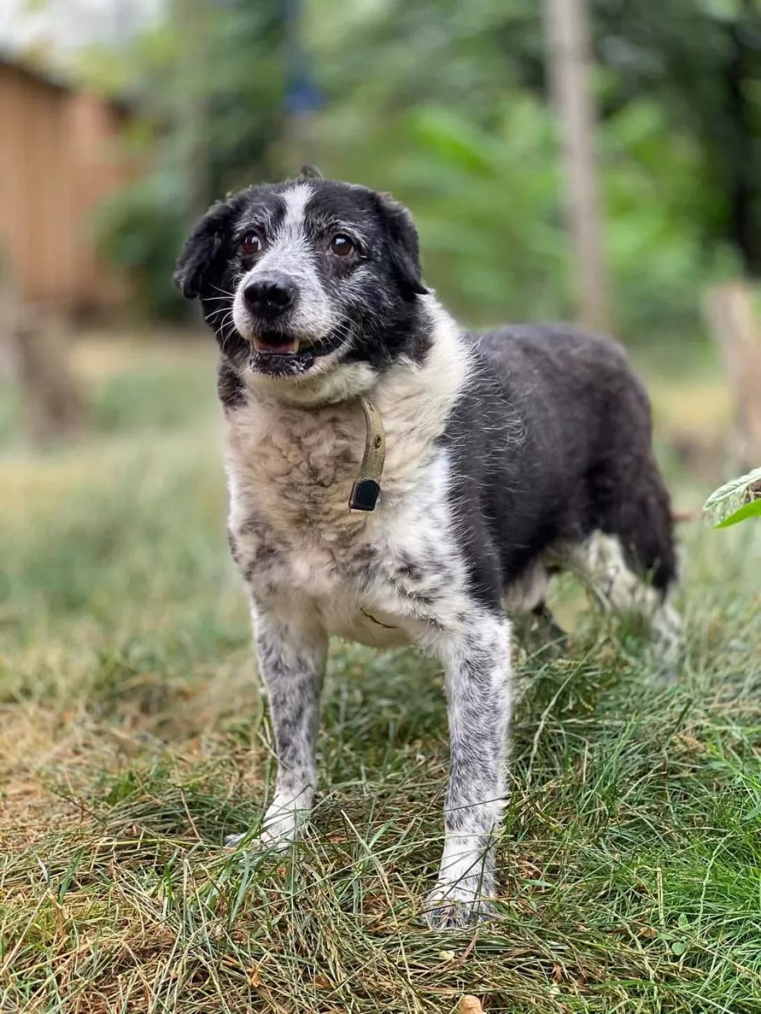 Frenki (Френки), male 6yo Mixed Breed for adoption at Happy Paw Zaporizhzhia