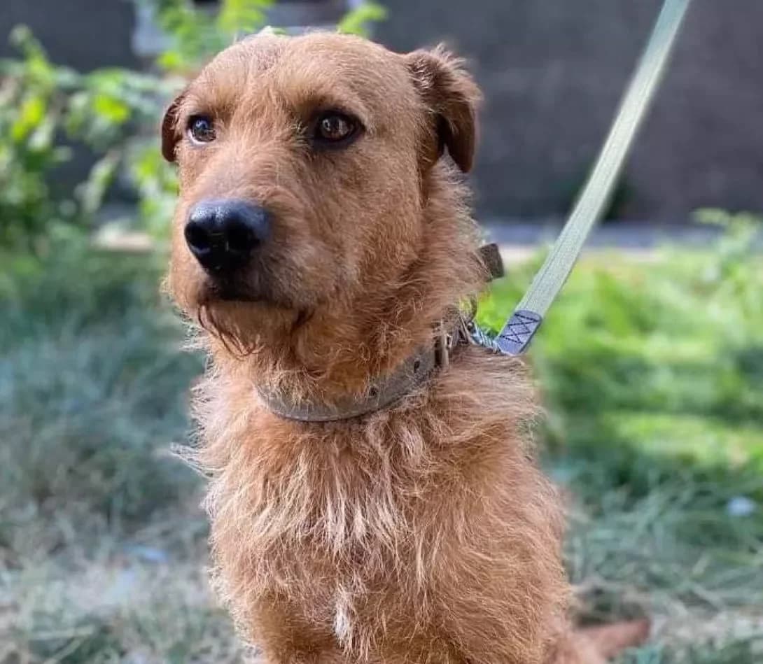Rudok (Рудок), male 6yo Mixed Breed for adoption at Happy Paw Zaporizhzhia