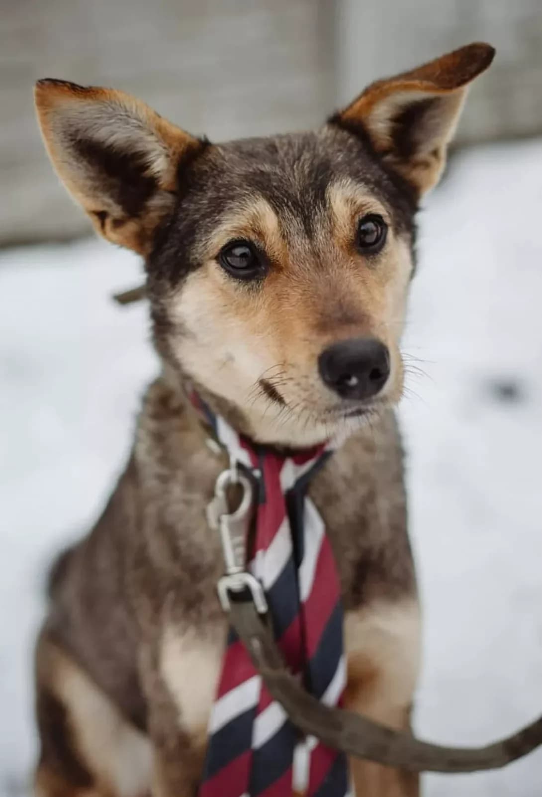 Kasper (Каспер), male 5yo Mixed Breed for adoption at Happy Paw Poltava