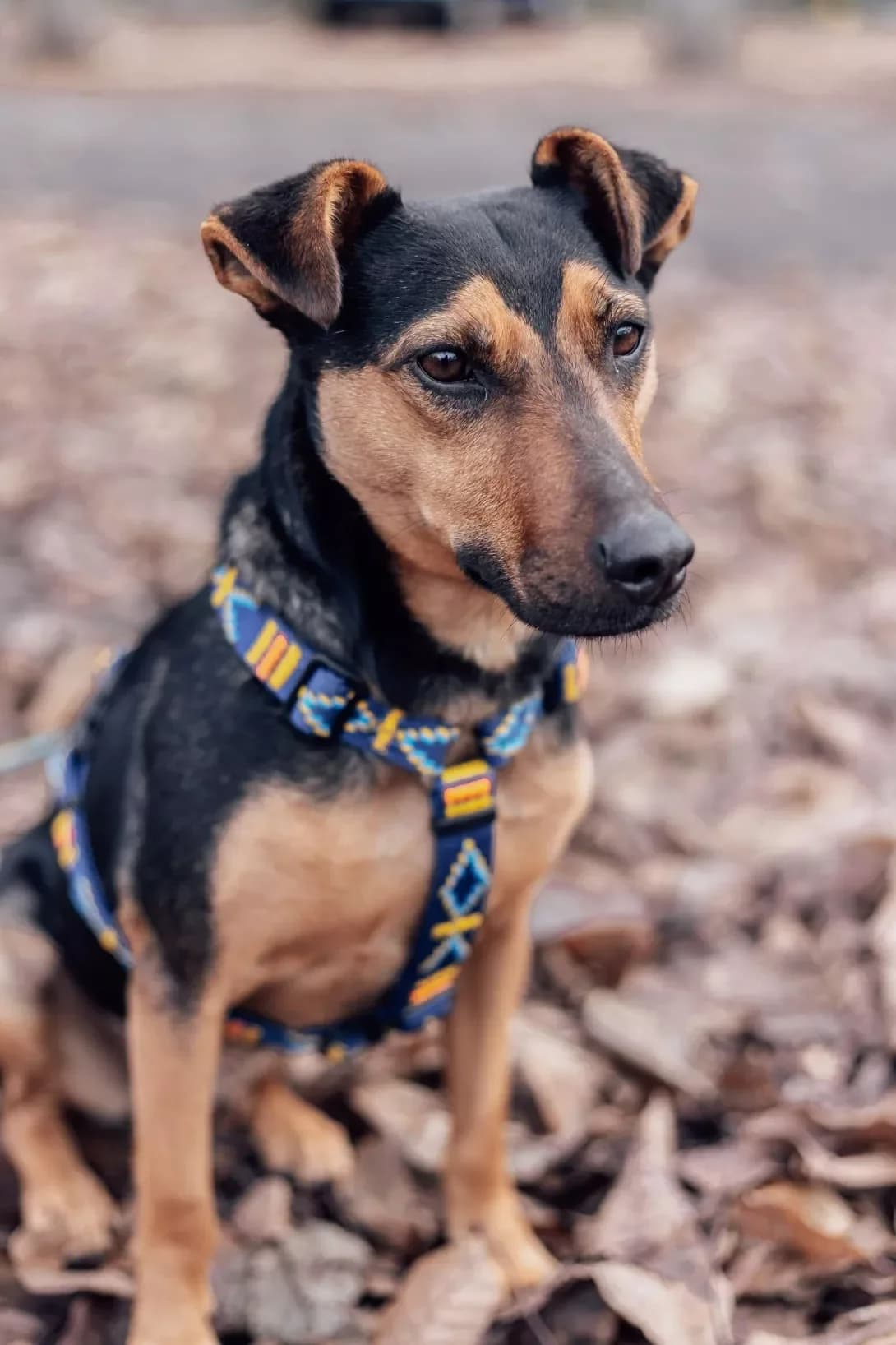 Dzherri (Джеррі), female 5yo Mixed Breed for adoption at Happy Paw Poltava