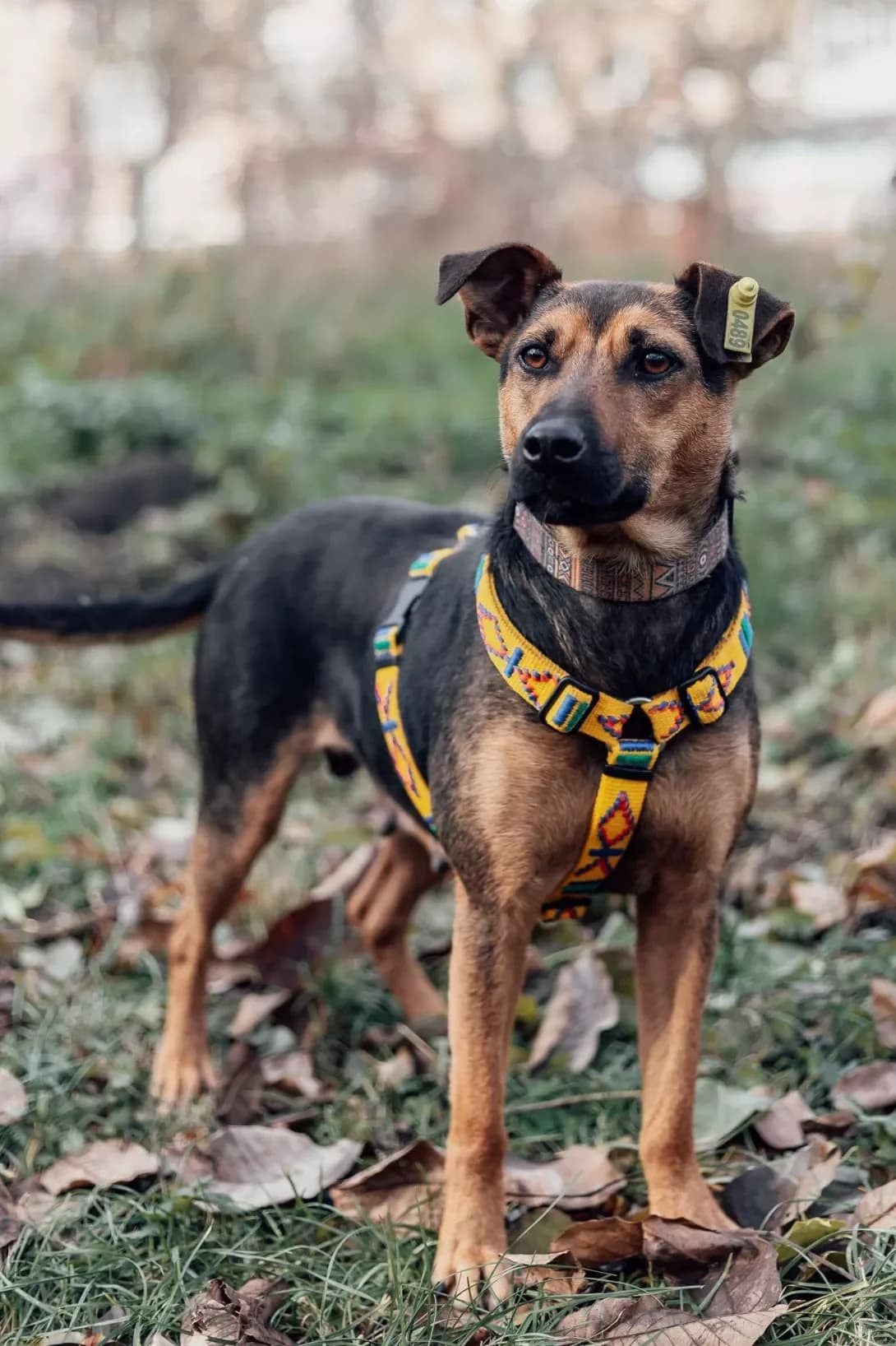 Dzhessika (Джессіка), female 5yo Mixed Breed for adoption at Happy Paw Poltava