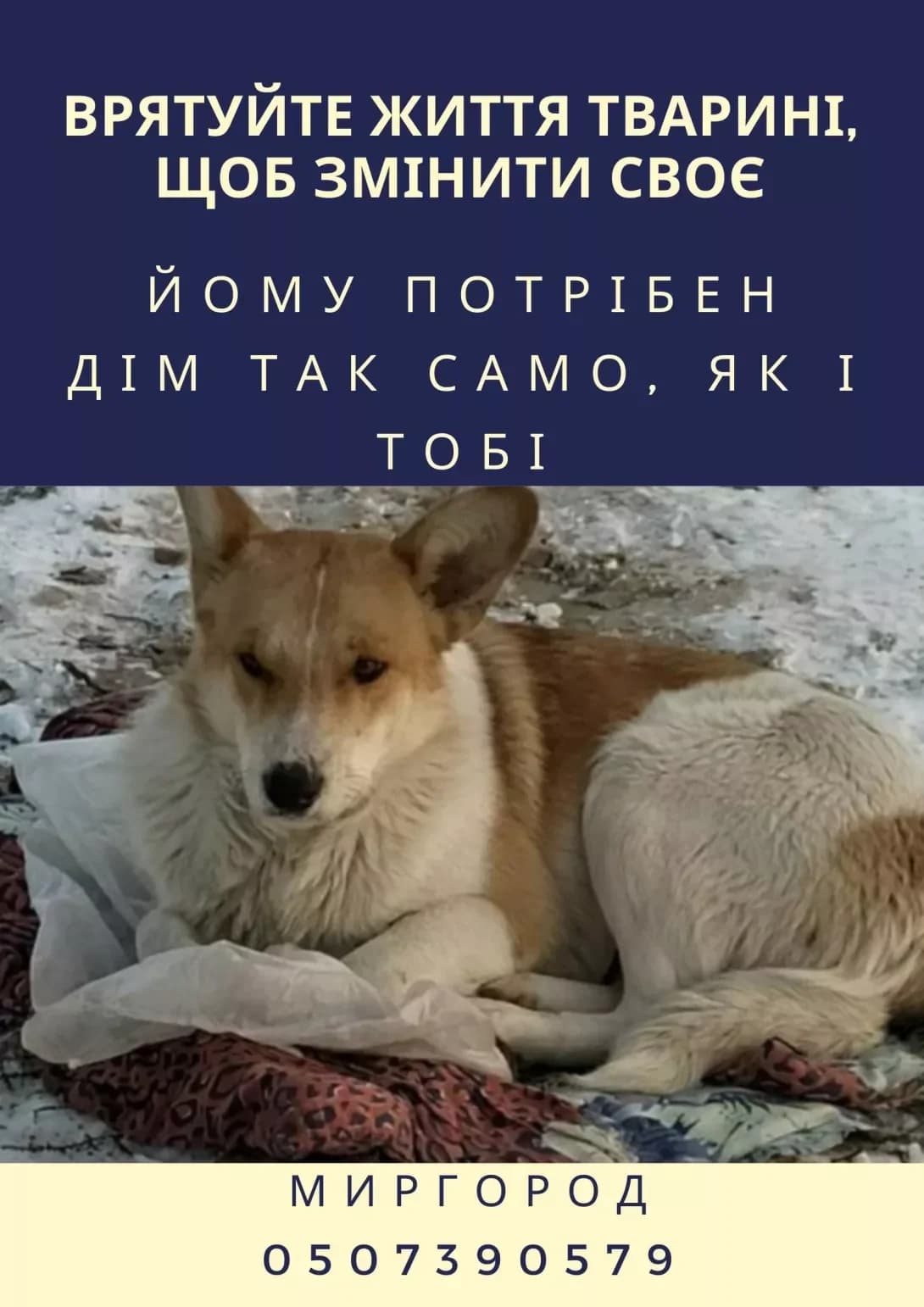 Vukhan (Вухань), male 5yo Mixed Breed for adoption at Happy Paw Poltava