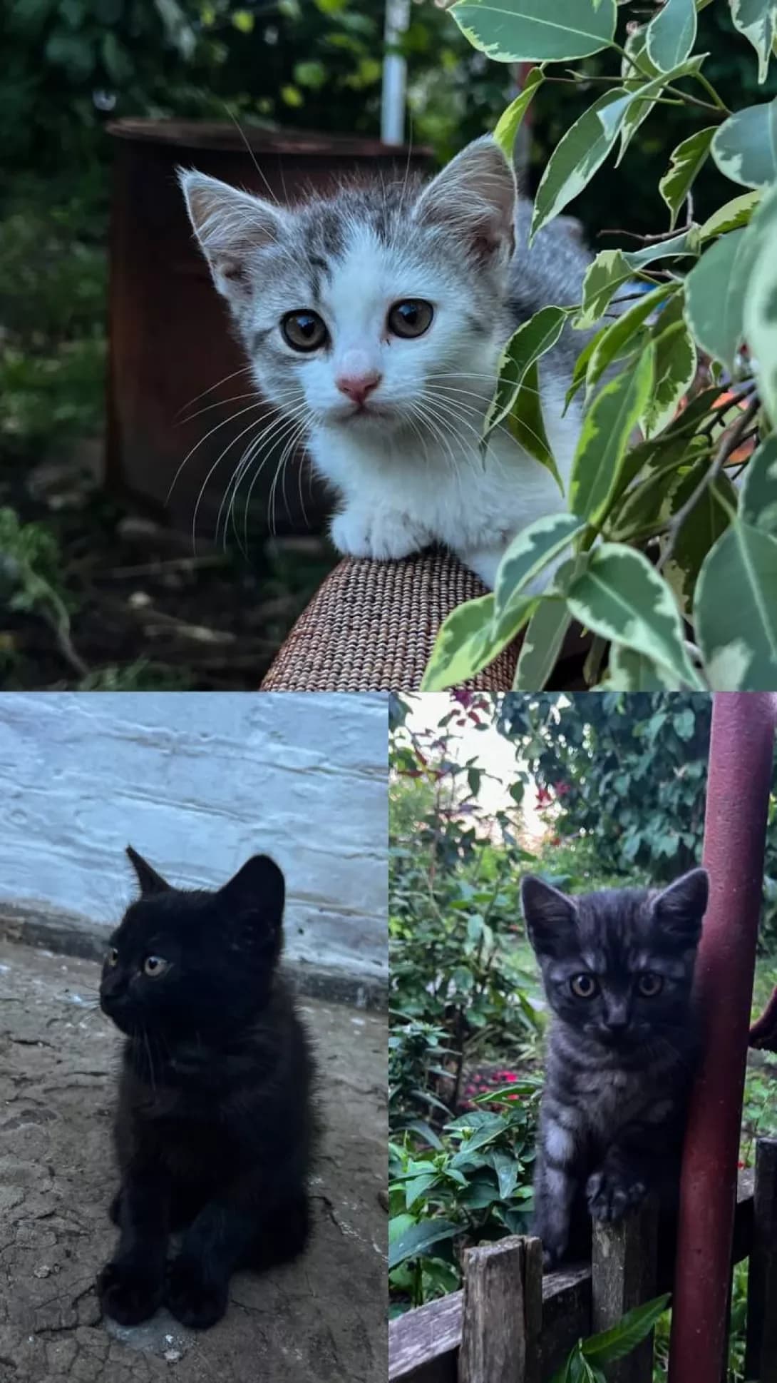 Nevidoma (Невідома), female 4yo Mixed Breed for adoption at Happy Paw Cherkasy Oblast