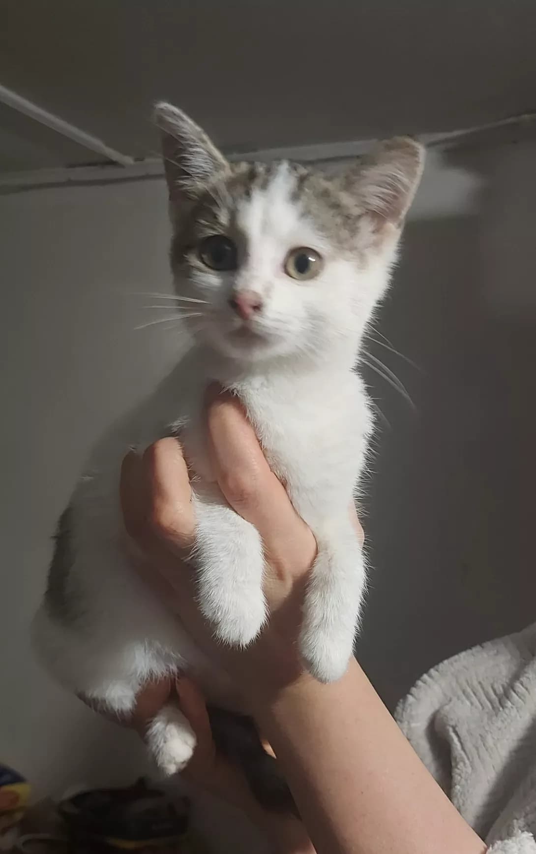 Divchinka bilshe bilogo (Дівчинка більше білого), female young Mixed Breed for adoption at Happy Paw Cherkasy Oblast