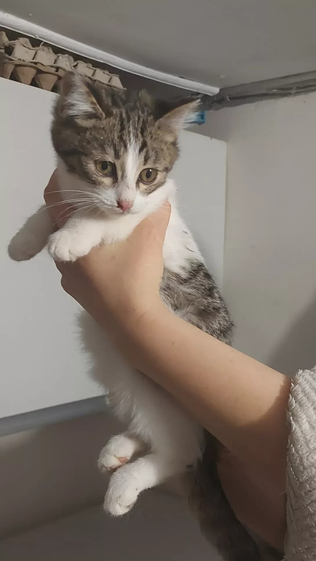 Khlopchik sira golova (Хлопчик сіра голова), male young Mixed Breed for adoption at Happy Paw Cherkasy Oblast