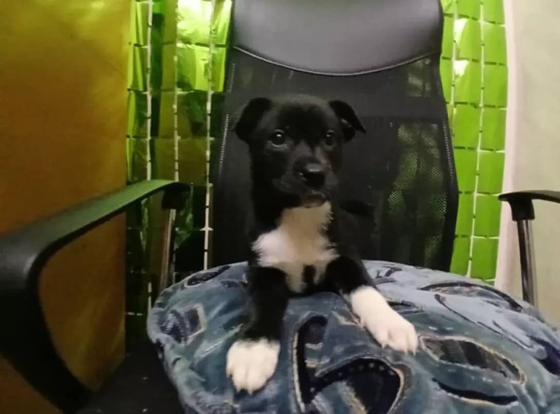 Klichki nema (Клички нема), female young Staffordshire Bull Terrier for adoption at Happy Paw Cherkasy Oblast