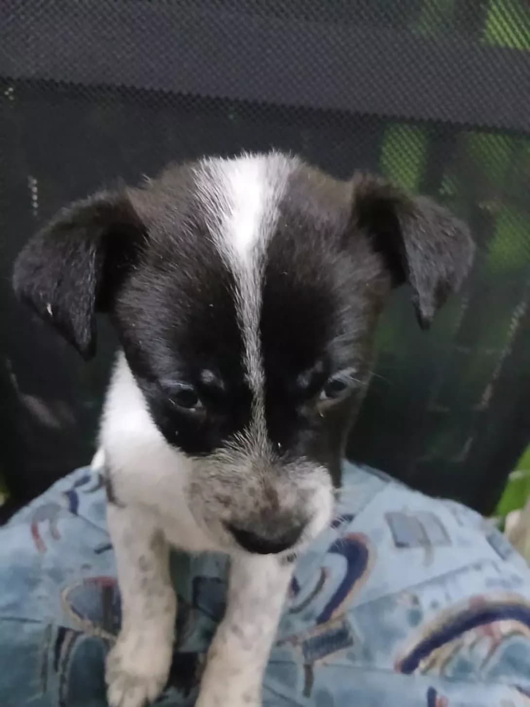 Nemaye klichki (Немає клички), female young Staffordshire Bull Terrier for adoption at Happy Paw Cherkasy Oblast