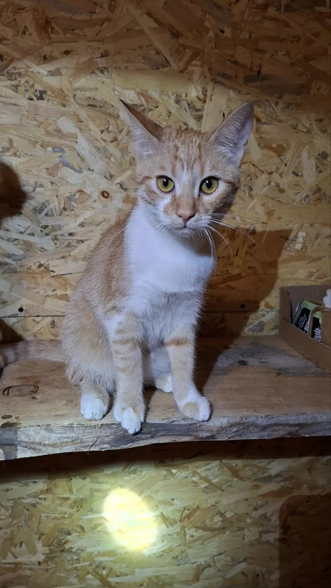 Masha (Маша), female young Mixed Breed for adoption at Happy Paw Cherkasy Oblast