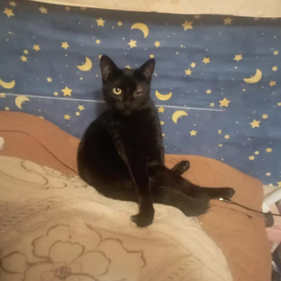 Choko (Чоко), female 4yo Mixed Breed for adoption at Happy Paw Cherkasy Oblast