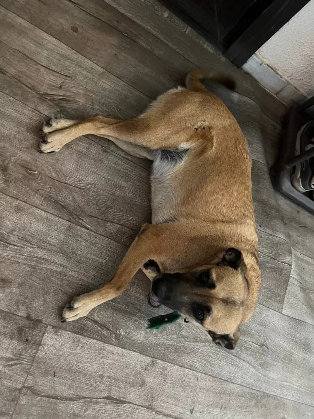 Dobbi (Доббі), female young Mixed Breed for adoption at Happy Paw Cherkasy Oblast