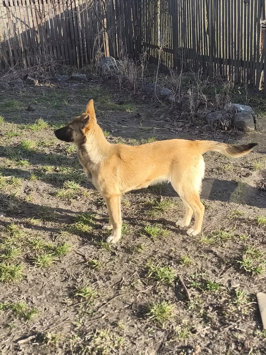 Znayda (Знайда), female puppy Mixed Breed for adoption at Happy Paw Cherkasy Oblast