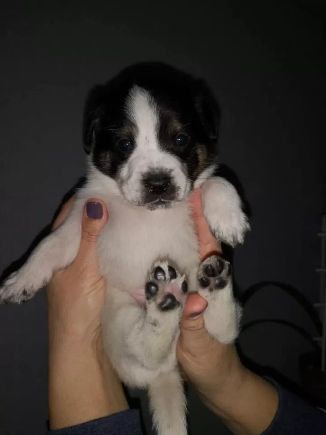 Flesh (Флеш), male 6yo Mixed Breed for adoption at Happy Paw Cherkasy Oblast