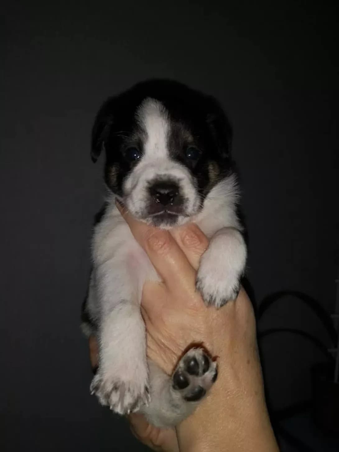 Betkhoven (Бетховен), male 6yo Mixed Breed for adoption at Happy Paw Cherkasy Oblast