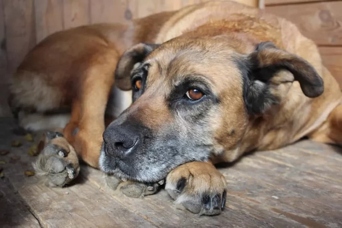 Bulka (Булька), female senior Mixed Breed for adoption at Happy Paw Cherkasy Oblast
