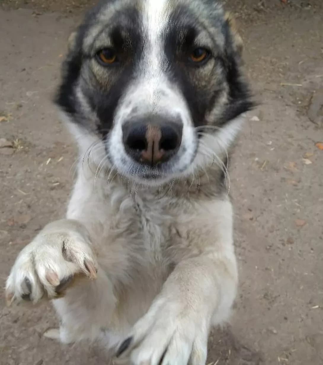 Dagir (Дагир), male 7yo Mixed Breed for adoption at Happy Paw Chernihiv Oblast