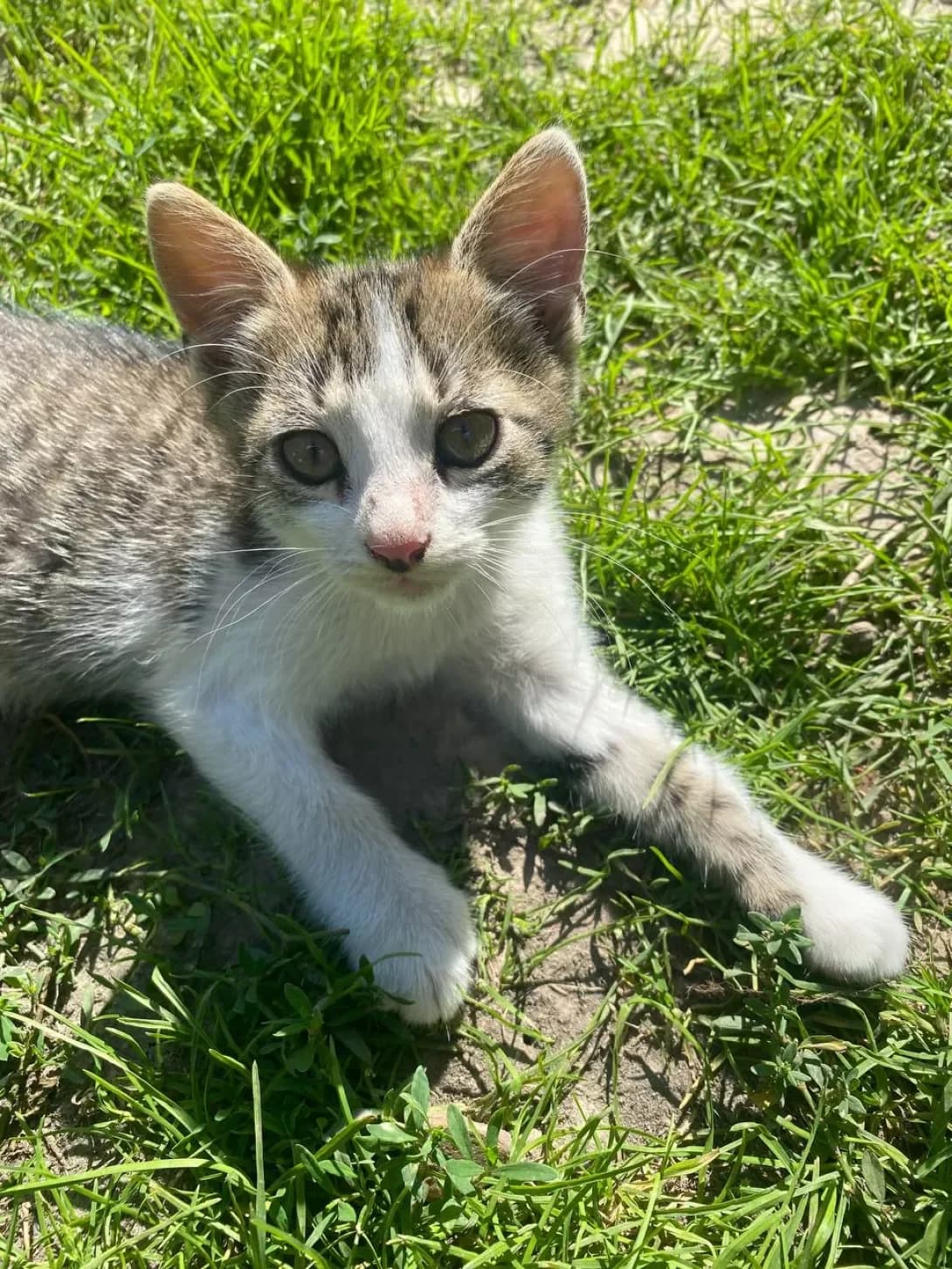 Leo (Лео), male young Mixed Breed for adoption at Happy Paw Chernihiv Oblast