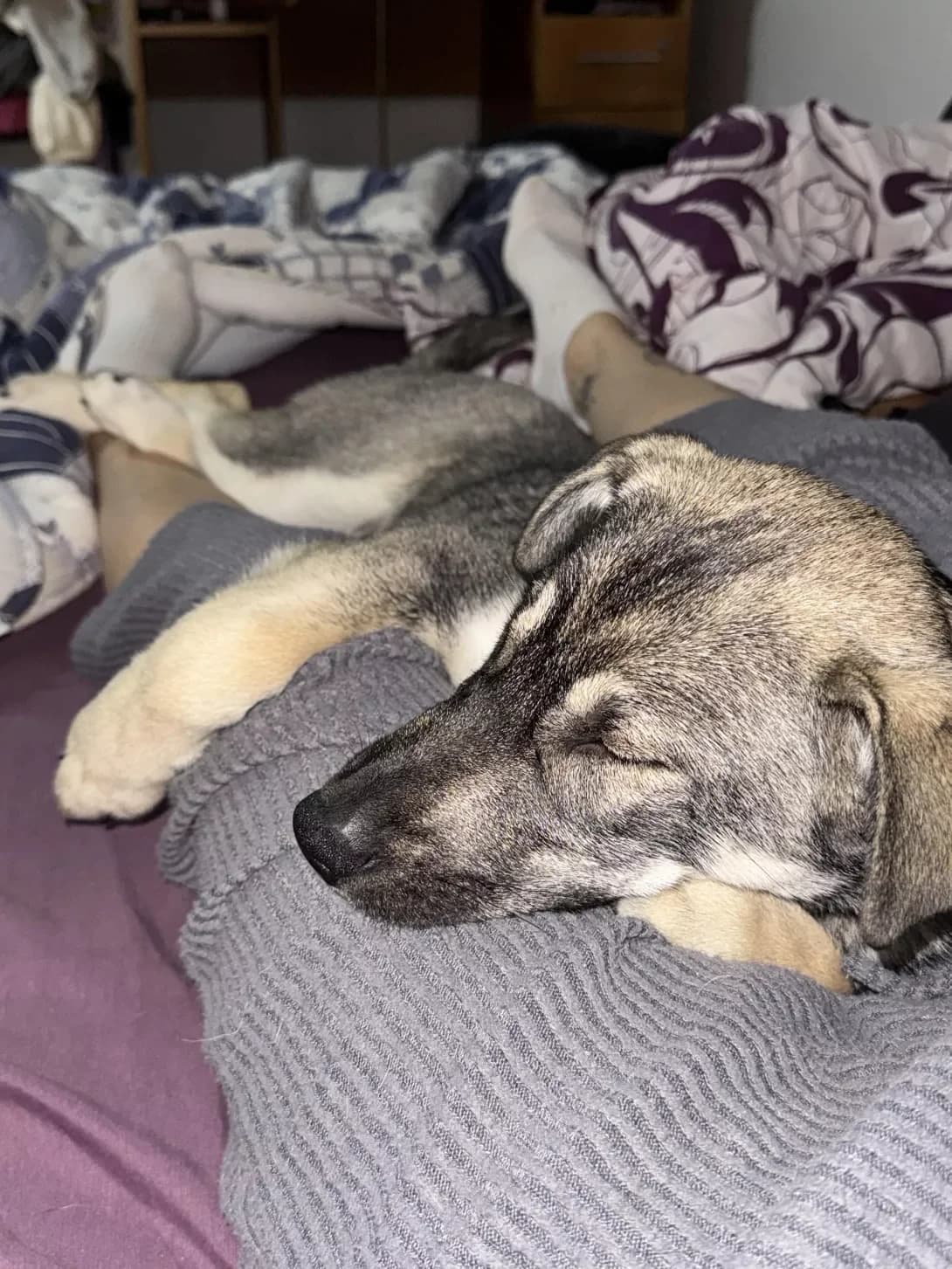 Leksi (Лексі), female young Mixed Breed for adoption at Happy Paw Chernihiv Oblast