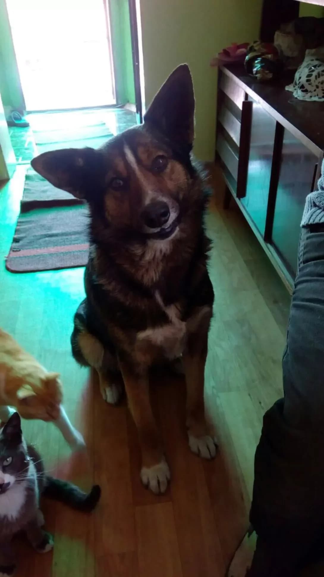 Valet (Валет), male senior Mixed Breed for adoption at Happy Paw Chernihiv Oblast
